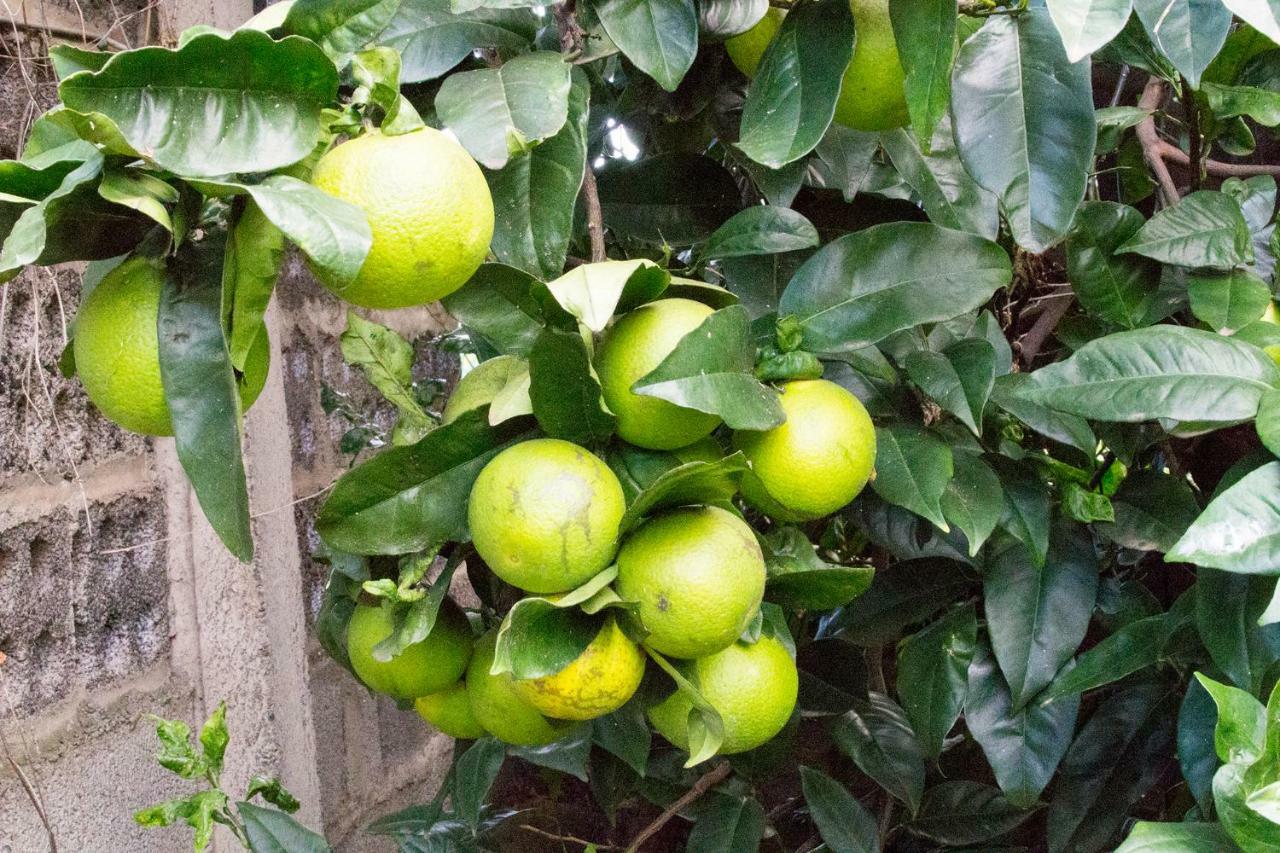 Bodega Goyo Daire Puntallana Dış mekan fotoğraf